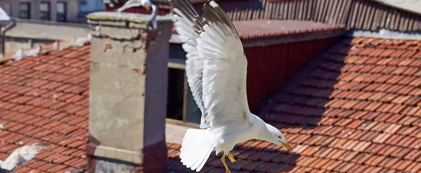 Residential Chimney Animal Removal Solution in Gardner, KS